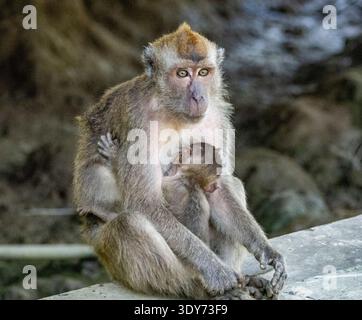 Mother long-tailed macaque nurses infant in Malaysia while seated near a rocky area Stock Photo