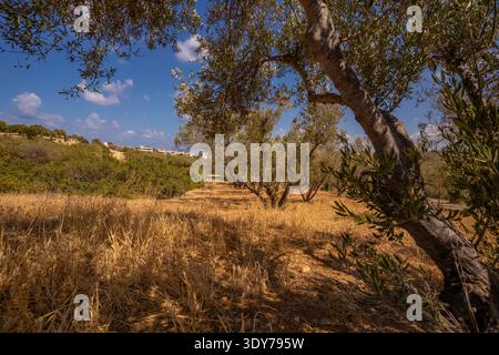 Olive trees grow in dry grass under a clear blue sky near a village in Crete, Greece during sunny weather Stock Photo