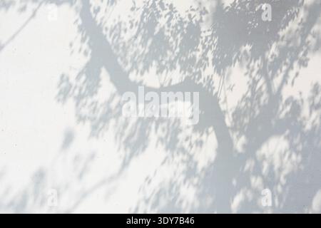 Tree leaves and branches casting a natural shadow pattern on white wall Stock Photo