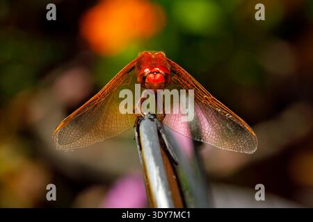Red Dragonfly Stock Photo