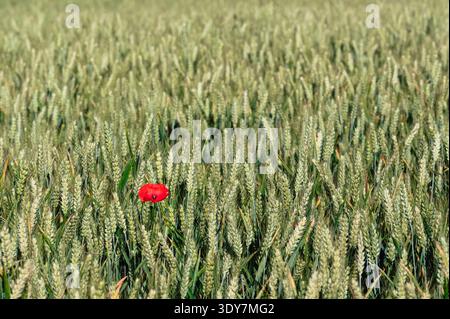 Single red poppy flower in green wheat field, agricultural landscape and biodiversity in farmland Stock Photo