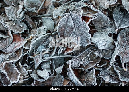 Frost-covered fallen leaves on a forest floor during cold winter conditions. Stock Photo