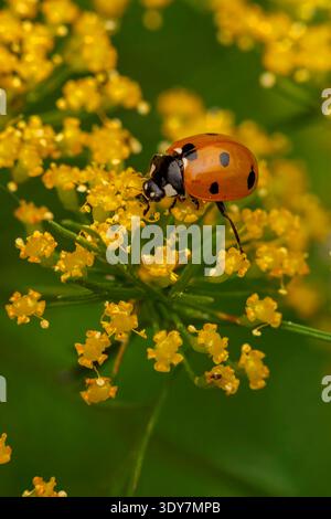 Ladybug on Fennel Plant Stock Photo