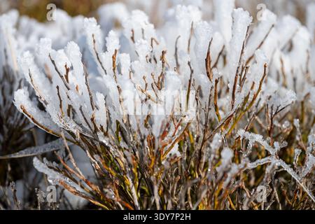 Frost covers bushes in a winter scene. The cold has formed ice crystals on the branches. This shows the impact of freezing temperatures on plant life. Stock Photo