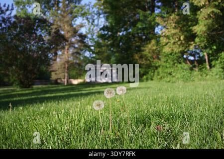Three dandelion seed heads on a lush green suburban lawn, garden shed and trees beyond, upstate New York Stock Photo