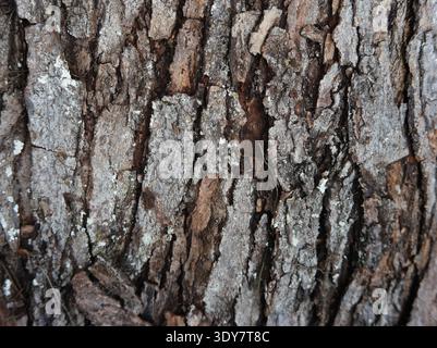 Tree Bark Rough Look Background Stock Photo