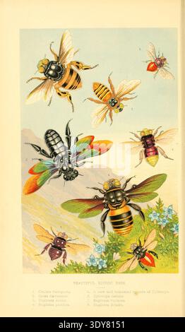 Bees Origin A colorful artwork, illustration of various species families. At the ...