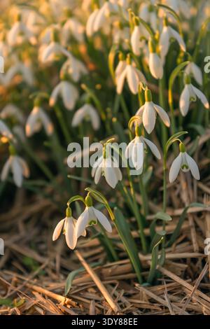 Cluster of delicate white snowdrop flowers blooming in warm golden sunlight among dry straw covered early spring ground at dawn. Stock Photo