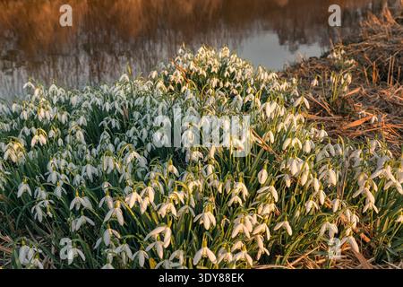 Cluster of delicate white snowdrop flowers blooming in warm golden sunlight among dry straw covered early spring ground at dawn. Stock Photo