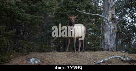 Cow elk on a March morning in northern Wisconsin. Stock Photo