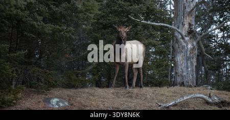 Cow elk on a March morning in northern Wisconsin. Stock Photo