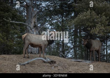Elk on a March morning in northern Wisconsin. Stock Photo