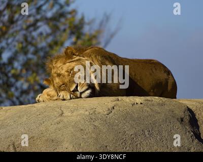Northern lion (Panthera leo leo) resting peacefully on a sunlit rock, front view, close-up of mane, face and paws Stock Photo