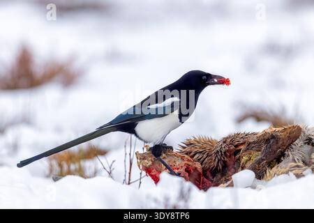 Scavenging Eurasian magpie / common magpie (Pica pica) feeding on roe deer carrion / carcass in the snow in winter Stock Photo