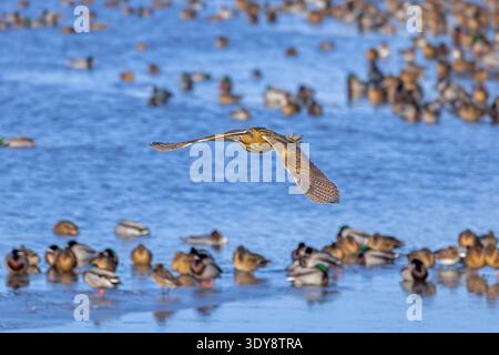 Eurasian bittern / great bittern (Botaurus stellaris) flying over flock of mallards / wild ducks gathered at ice hole in frozen lake in winter Stock Photo