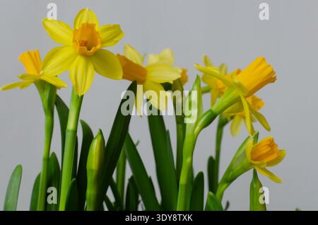 Spring daffodils with yellow petals and tubular crowns on a gray background. The flowers in various stages of bloom symbolize renewal, the beauty of n Stock Photo
