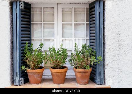 Three terracotta pots with green plants on a tiled windowsill in front of a white window with blue shutters Stock Photo