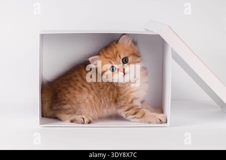 Cute golden Scottish Fold kitten sitting in white gift box.  Stock Photo