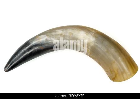 Single animal horn on white background, curved polished bovine horn with light brown and dark grey gradient Stock Photo