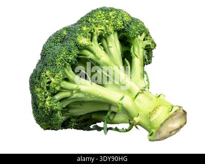 Isolated fresh green broccoli vegetable. Stock Photo
