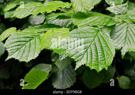 hazel tree spring leaves on twig backlit Stock Photo