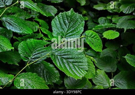 hazel tree spring leaves on twig backlit Stock Photo