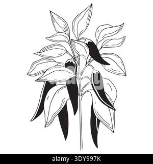 Hand-drawn chili pepper plant with leaves and chili peppers on it in graphic detailed sketch style isolated on white background Stock Vector
