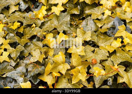 Fresh green leaves with raindrops. Water drops or raindrops on leaves of green plants in the garden. Natural background. Rainy season. Stock Photo