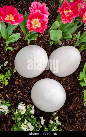 White Easter eggs nestled among pink tulips in a spring garden Stock Photo