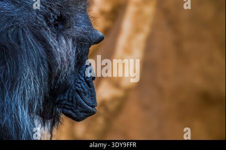 Close profile portrait of a western lowland gorilla with detailed facial texture and dark fur against a warm blurred background. Stock Photo
