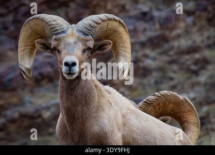 Desert Bighorn Sheep ram with large curved horns in Anza Borrego desert Stock Photo
