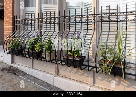 Decorative window flower boxes with plants on iron railing outside residential building in Montreal. Potted flowers behind metal protective fence Stock Photo