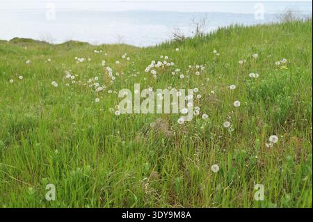Field of white dandelion seed heads growing among green meadow grass in spring. Concept of nature's life cycle, botanical background, and delicate spr Stock Photo