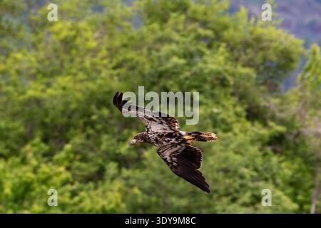 Immature bald eagle in flight against a blurred green background. Stock Photo