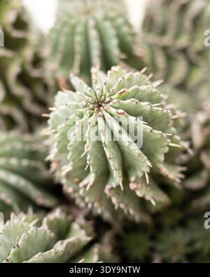 Macro close-up of clustered Euphorbia cactus with ribbed green stems and small spines, natural botanical texture and succulent plant pattern. Stock Photo