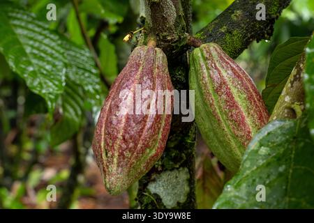 Cacao pods growing on a cocoa tree (Theobroma cacao) in tropical rainforest vegetation near La Fortuna in the Arenal Volcano region of Costa Rica. Stock Photo
