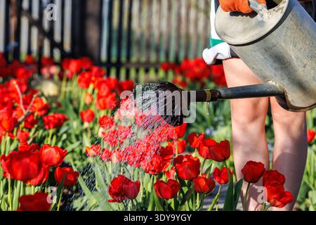 Gardener watering tulip flowerbed in spring with vintage watering can. Lower body of gardener watering red tulips, splashing water over vibrant spring Stock Photo