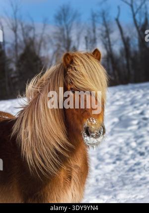 Icelandic horse with thick winter coat and long blond mane standing in snow-covered field Stock Photo