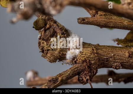 Mealybug egg sac cocoon on bonsai tree. Houseplant care, indoor gardening and plant pest control concept. Stock Photo