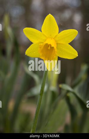 signs of spring. A close up of a single daffodil bloom. The single yellow flower stands out from the natural out of focus background Stock Photo
