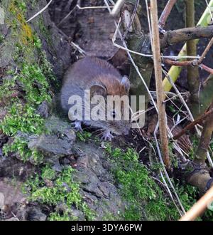 A Field Mouse (Apodemus sylvaticus) under the feeders at Slimbridge Gloucestershire UK Stock Photo