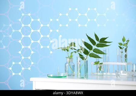 Plants in laboratory glassware and hexagonal lattice of carbon atoms on light blue background. Biochemistry researches Stock Photo