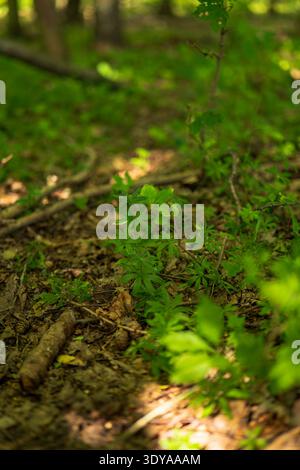 A Lithuanian forest floor shows fresh undergrowth, leaf litter, twigs, and small pine cones. Star shaped groundcover stands in focus as midday light f Stock Photo