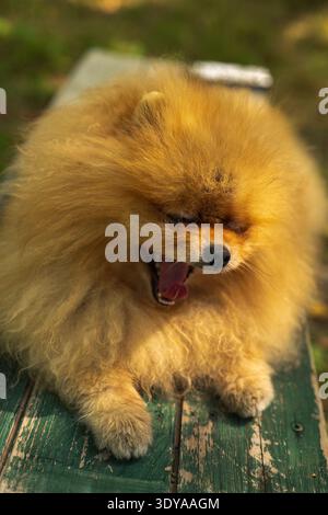 A fluffy Pomeranian mid yawn rests on a weathered green bench in Lithuania. Warm late afternoon light highlights dense fur and tiny paw pads in a tigh Stock Photo