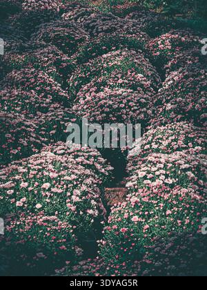 A serene, deeply saturated image of a Chinese garden featuring a dense field of blooming chrysanthemums, evoking a sense of nostalgia and natural beau Stock Photo