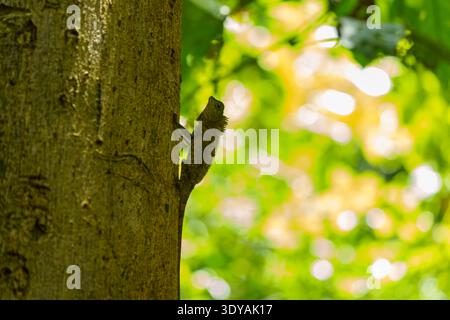 A lizard clings to a tree trunk in tropical rainforest, with blurred green foliage in the background. Stock Photo