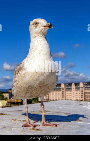 Seagull in Oslo Harbour, Norway. Stock Photo
