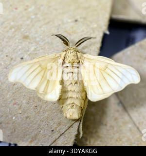 Domestic silk moth (Bombyx mori). Stock Photo
