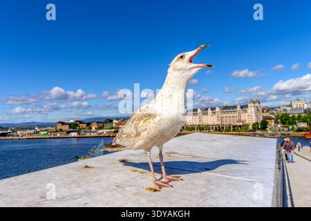 Seagull in Oslo Harbour, Norway. Stock Photo