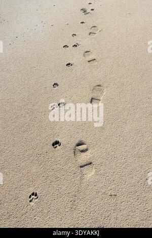 Footprints in the sand from a man walking his dog. Stock Photo
